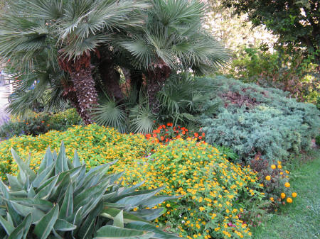 Vegetation in Nice France